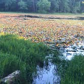 Review photo of Daingerfield State Park Campground by Anne P., July 26, 2019