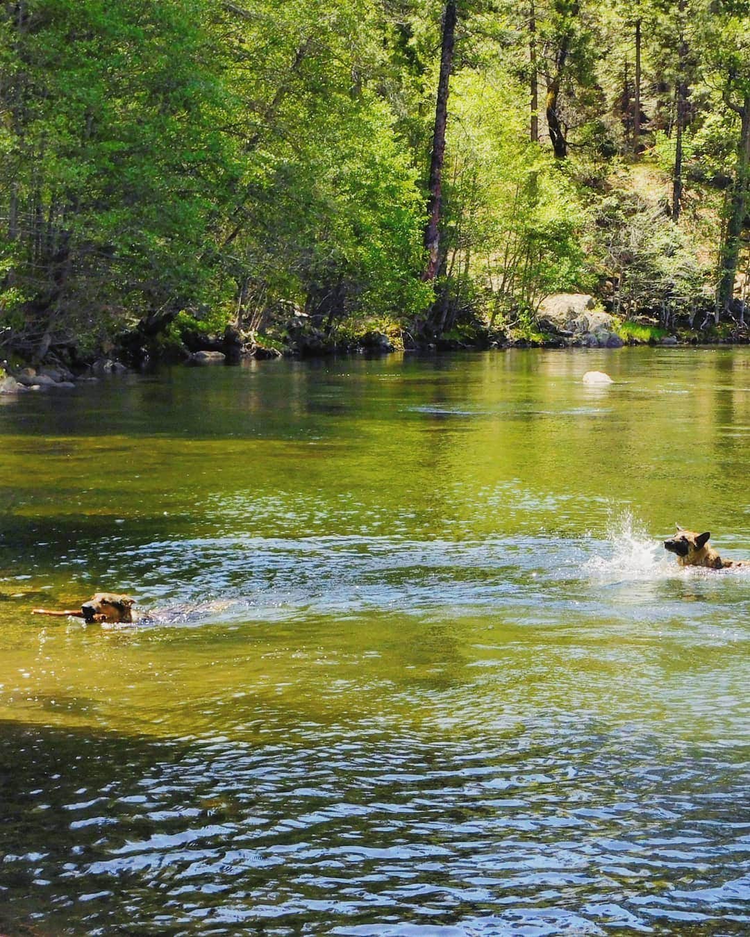 Camper-submitted photo at Boards Crossing near Angels, CA
