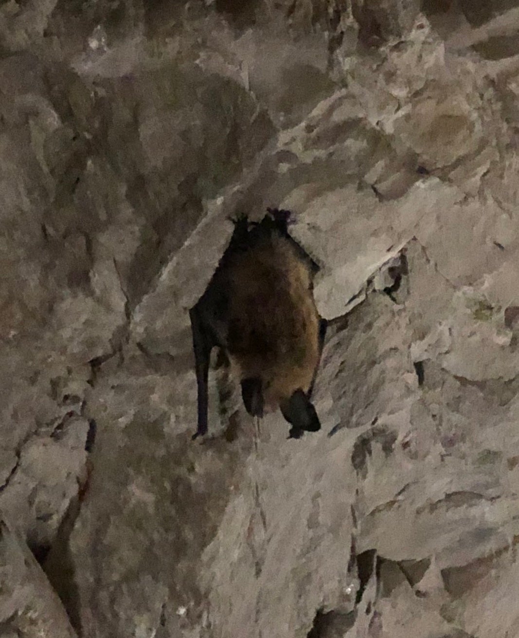 Little brown bat - close enough to touch but don't!
