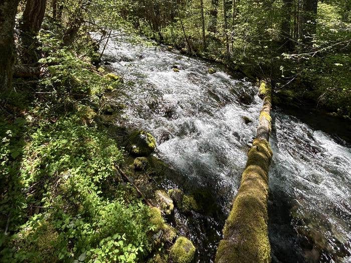 Camper submitted image from Willamette National Forest Roaring River Group Campground - 2