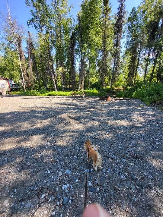 Margit B.'s photo of camping with pets at Mooseberry Cabins near Trapper Creek, AK