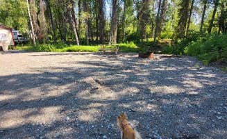 Margit B.'s photo of camping with pets at Mooseberry Cabins near Talkeetna, AK