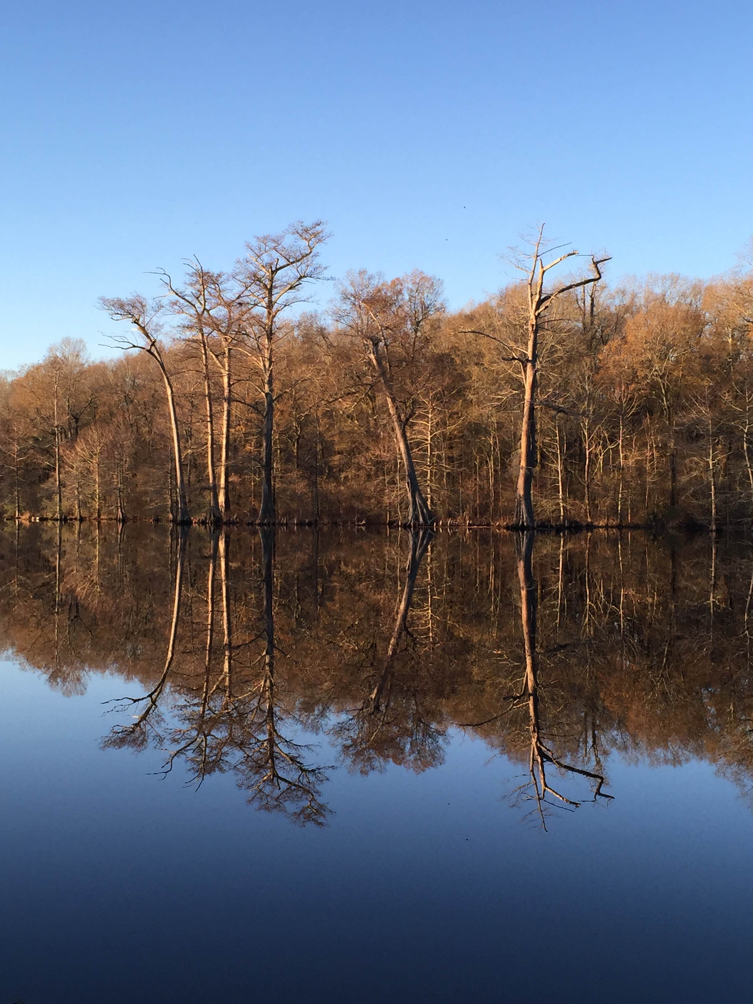 Camper submitted image from Leroy Percy State Park Campground - 5