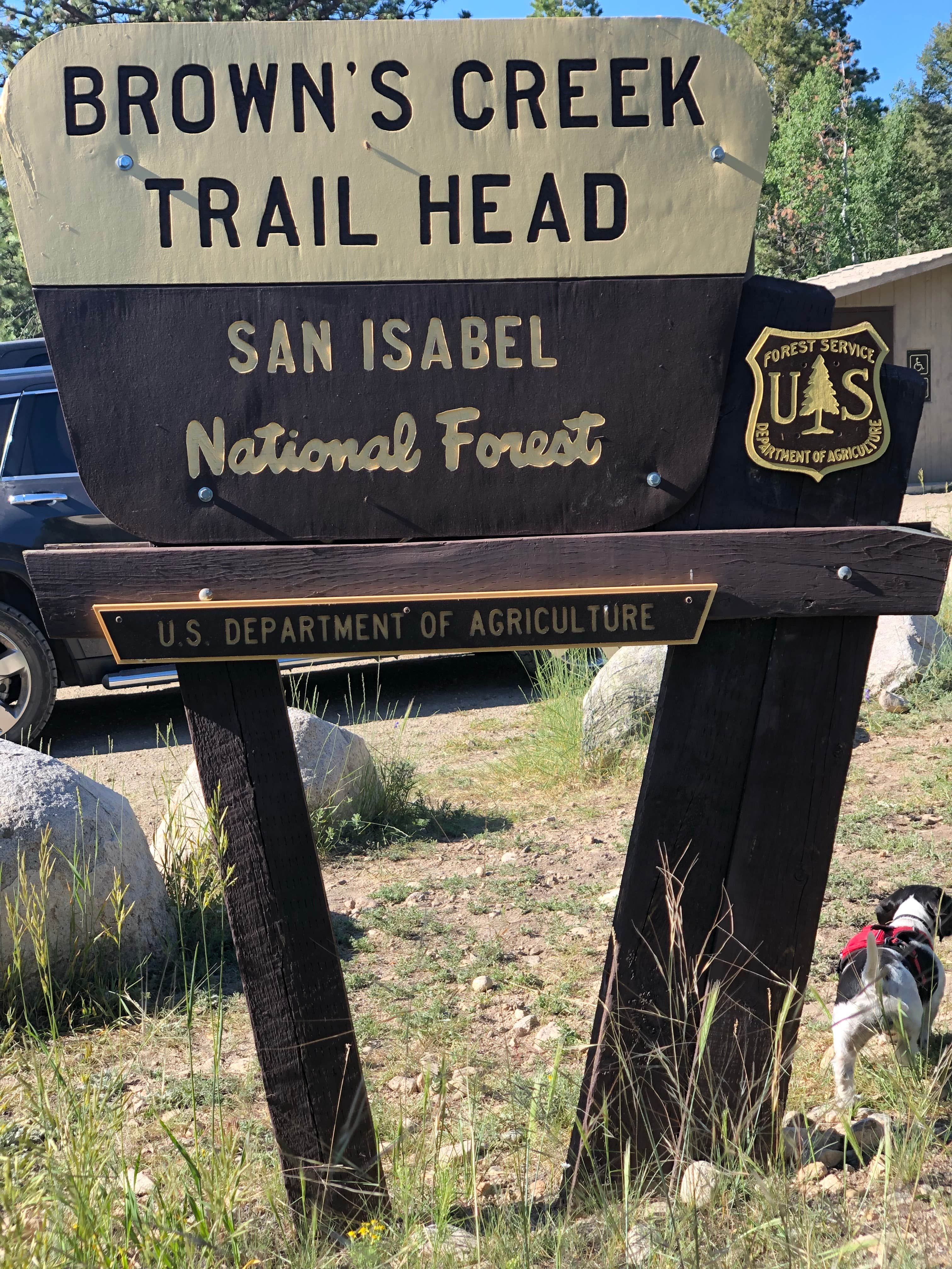 Amber W.'s photo of camping with pets at Browns Creek near Buena Vista, CO