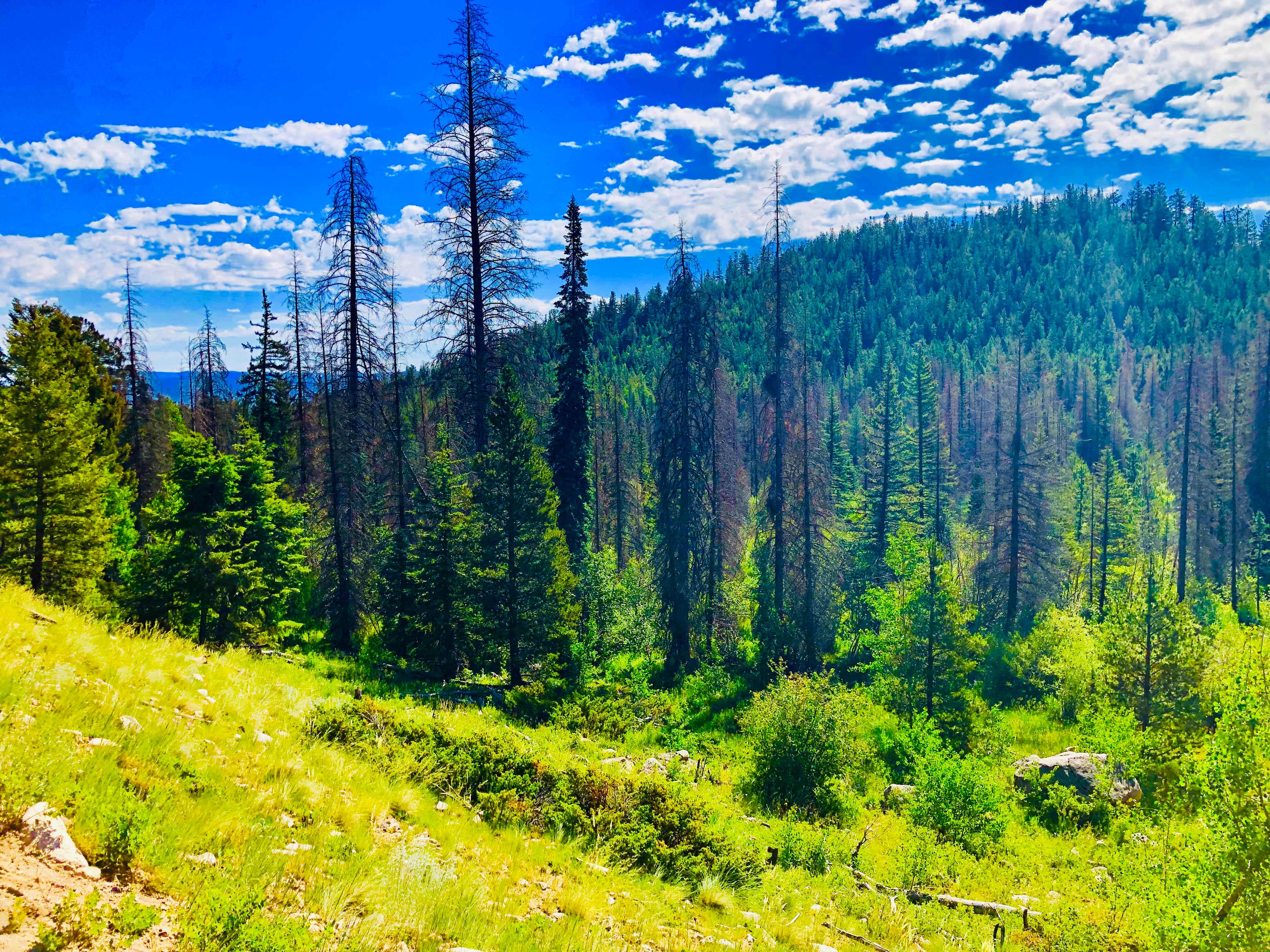 Camper-submitted photo at Browns Creek near Poncha Springs, CO