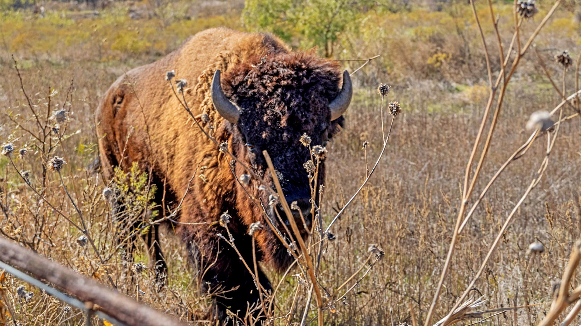 Camping near Fort Griffin State Historic Site Campgrounds: Breckenridge / Hubbard Creek Lake KOA Journey, Albany, Texas