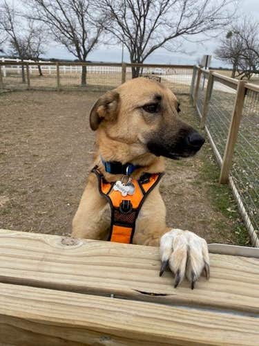 Dublin R.'s photo of camping with pets at Stephenville / Dublin KOA Journey near Dublin, TX