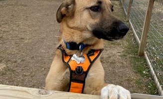 Dublin R.'s photo of camping with pets at Stephenville / Dublin KOA Journey near Eastland, TX