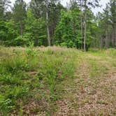 Review photo of Gladstone Forest Rd (FR11) Large Dispersed by Fred S., June 13, 2025