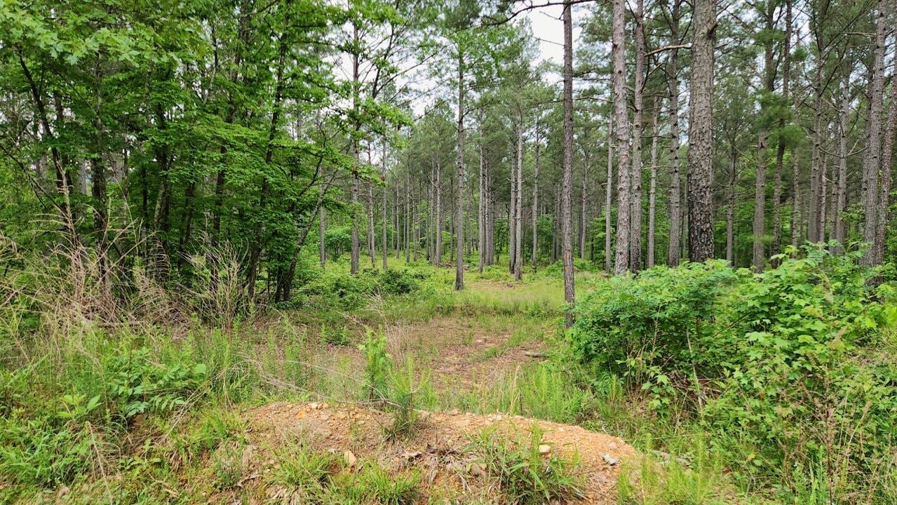 Camper-submitted photo at Gladstone Forest Rd (FR11) Large Dispersed near Royal, AR