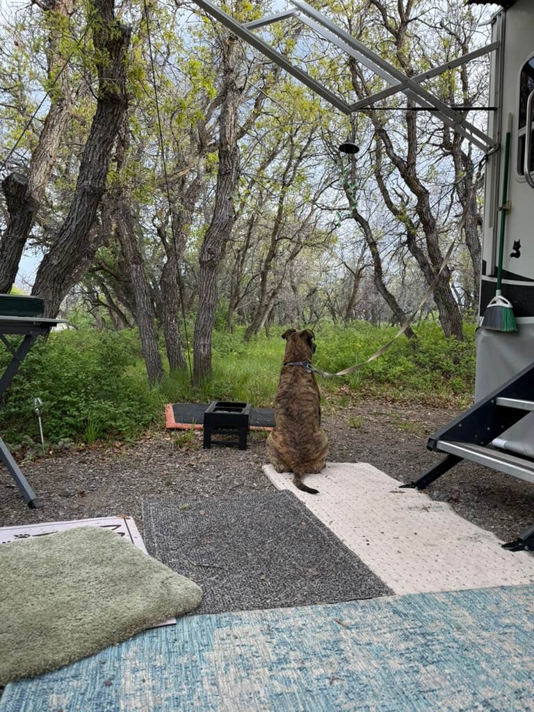 Sky B.'s photo of camping with pets at South Rim Campground — Black Canyon of the Gunnison National Park near Austin, CO