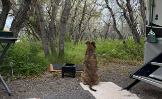 Sky B.'s photo of camping with pets at South Rim Campground — Black Canyon of the Gunnison National Park near Curecanti National Recreation Area