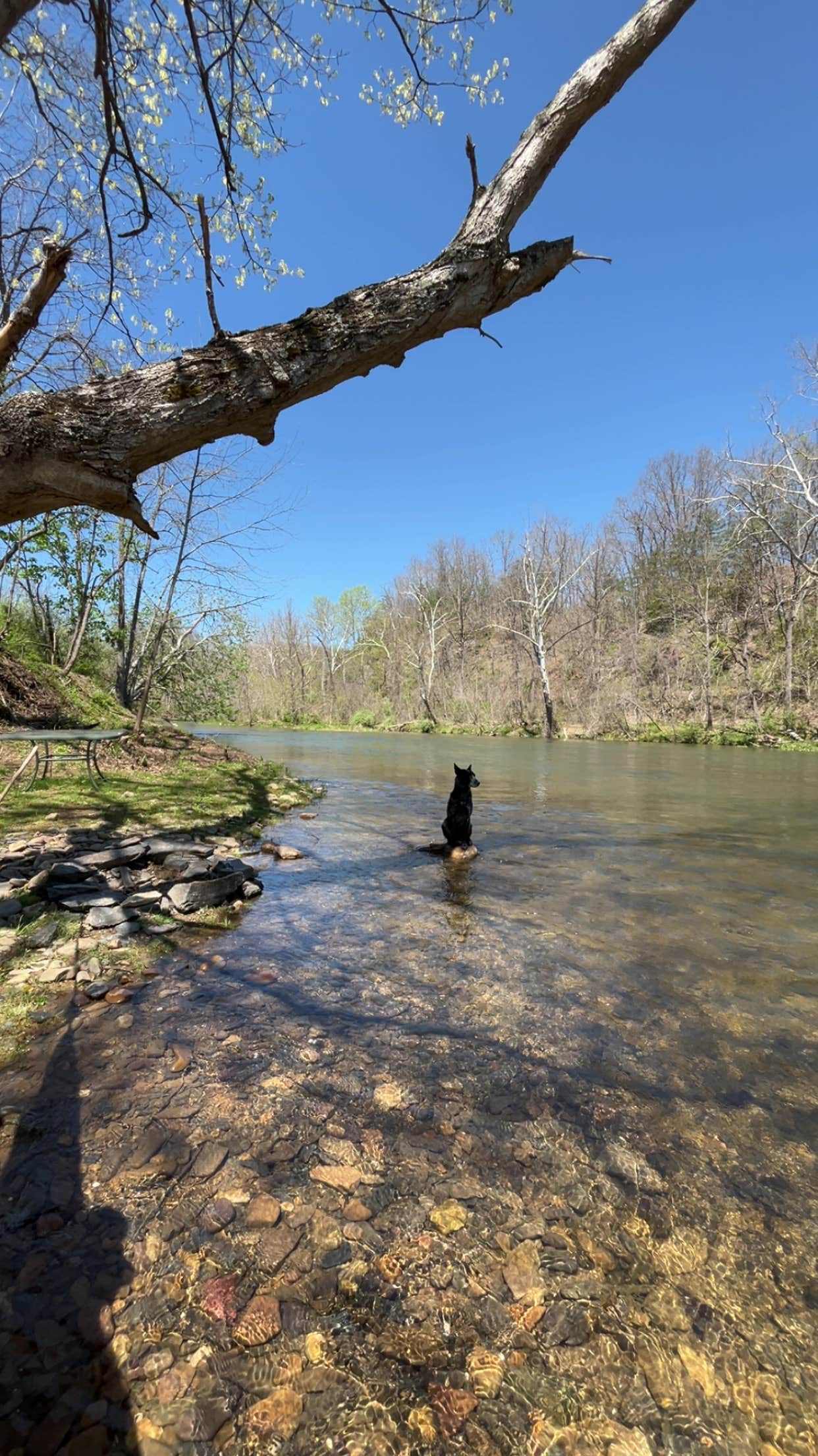 Mark M.'s photo of camping with pets at Shirleys River Retreat near Lewisburg, WV
