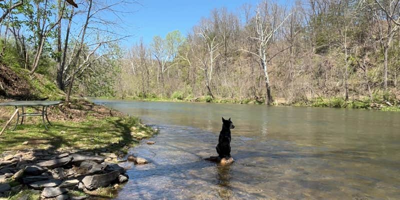 Camper submitted image from Shirleys River Retreat