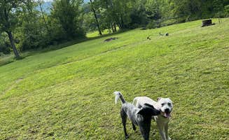 Mark M.'s photo of camping with pets at Shirleys River Retreat near Marlinton, WV