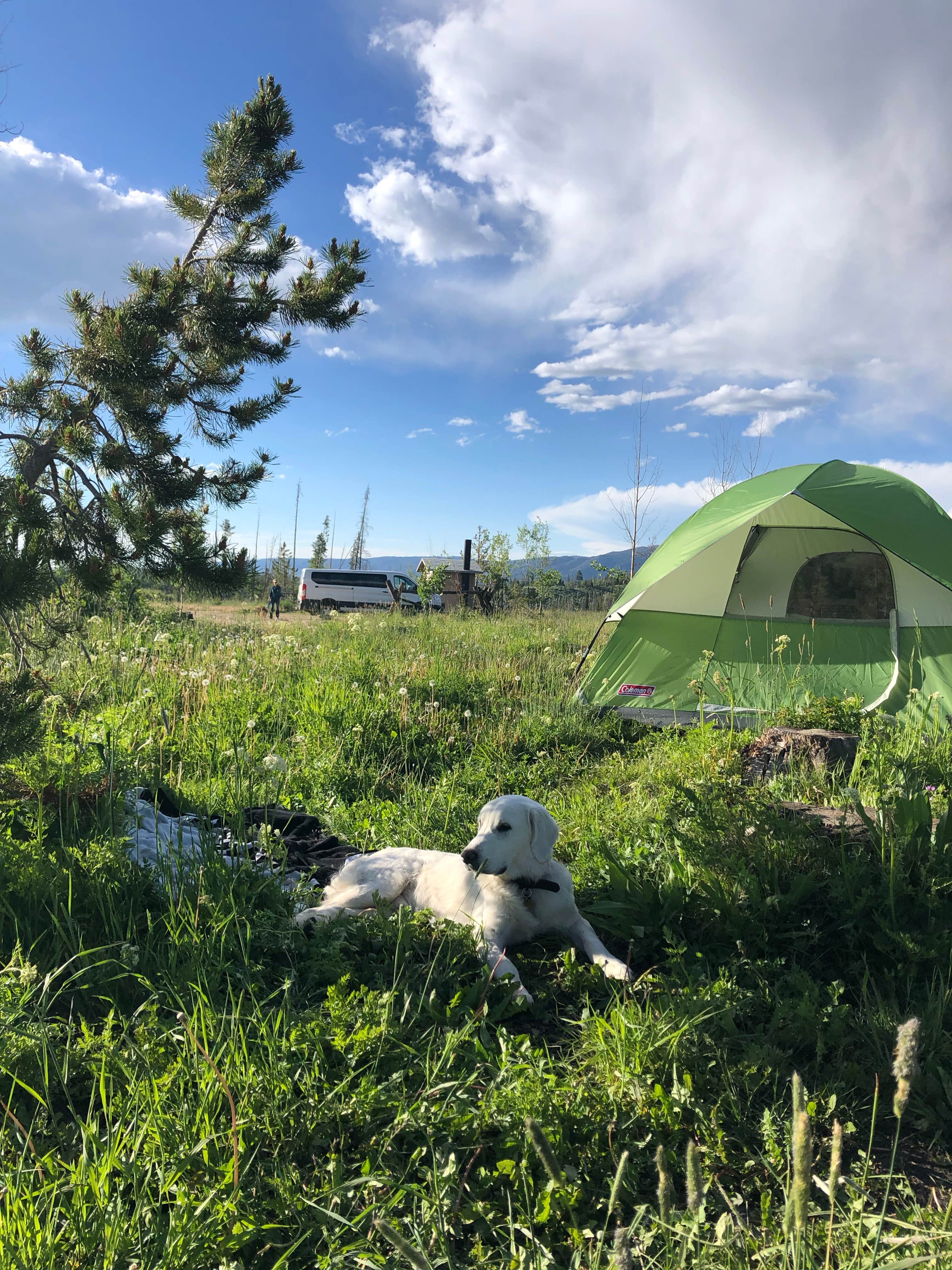 Weston S.'s photo of camping with pets at Primitive Sites — State Forest State Park near Gould, CO