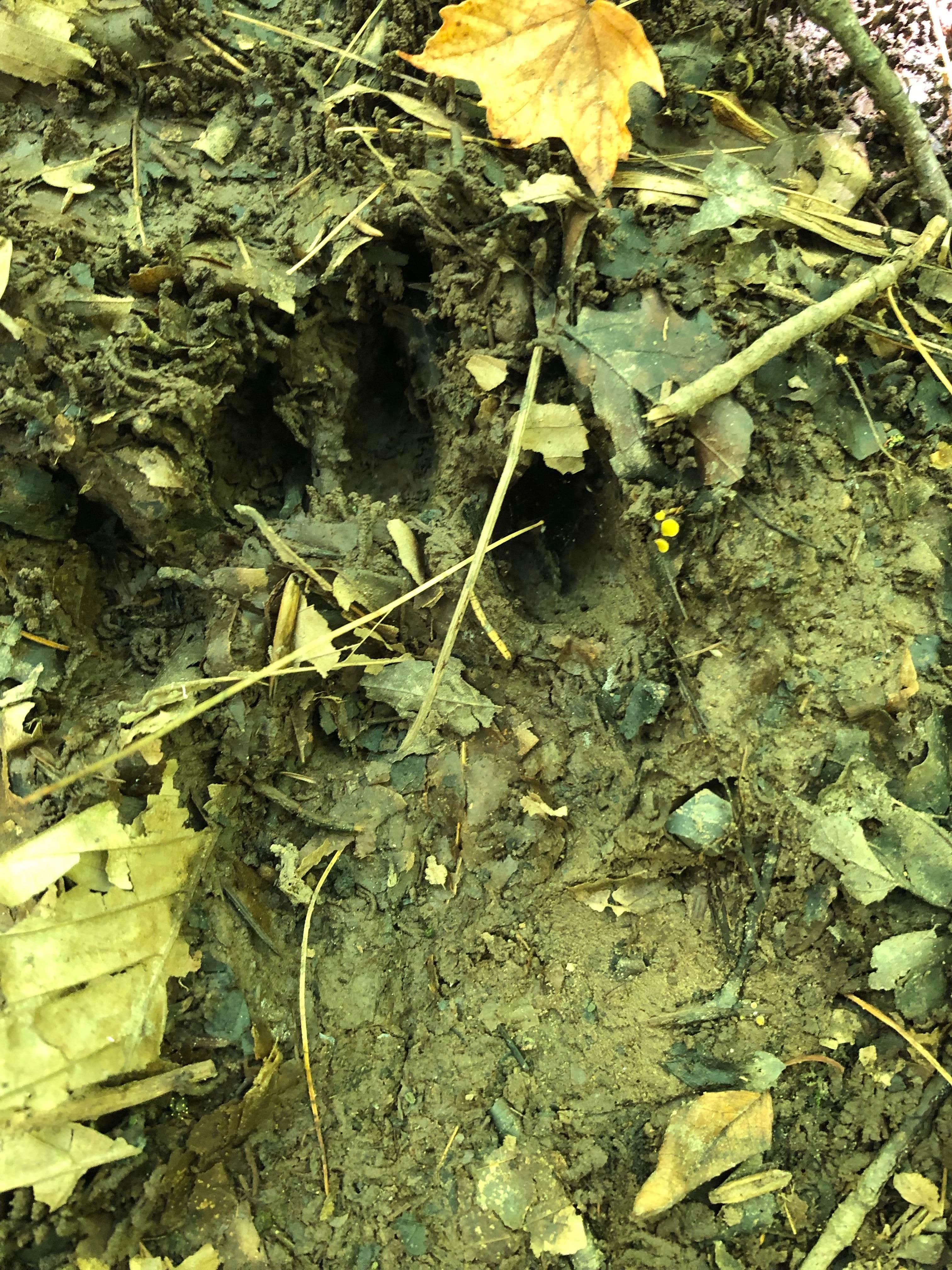 Camper-submitted photo at Bowman Lake State Park Campground near DeRuyter, NY