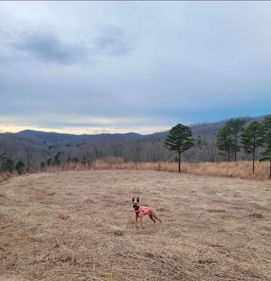 Melissa M.'s photo of camping with pets at Gray Hills near Laurel River Lake