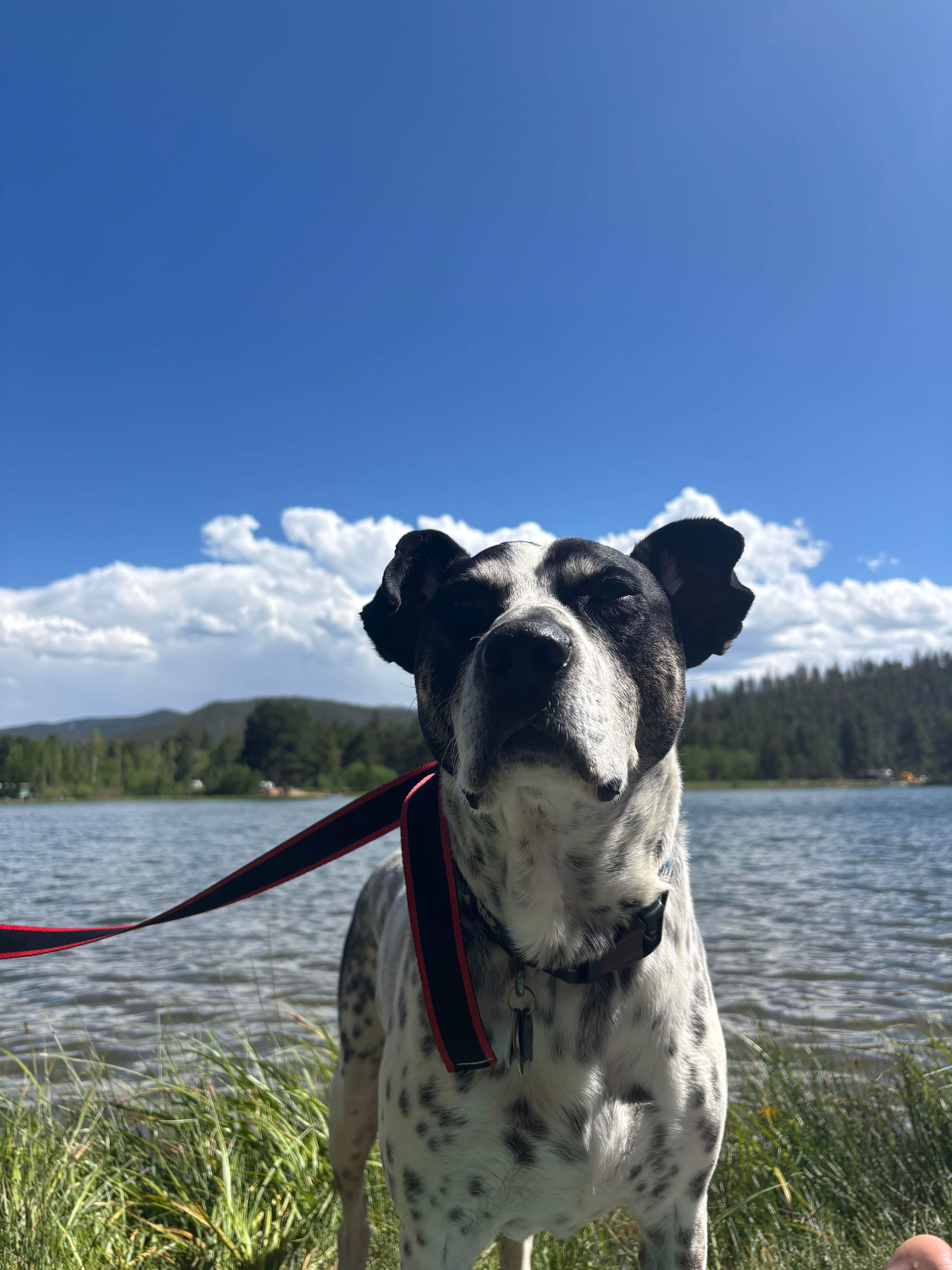 Nora S.'s photo of camping with pets at ohaver lake near Howard, CO