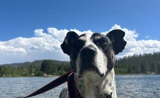 Nora S.'s photo of camping with pets at ohaver lake near Howard, CO