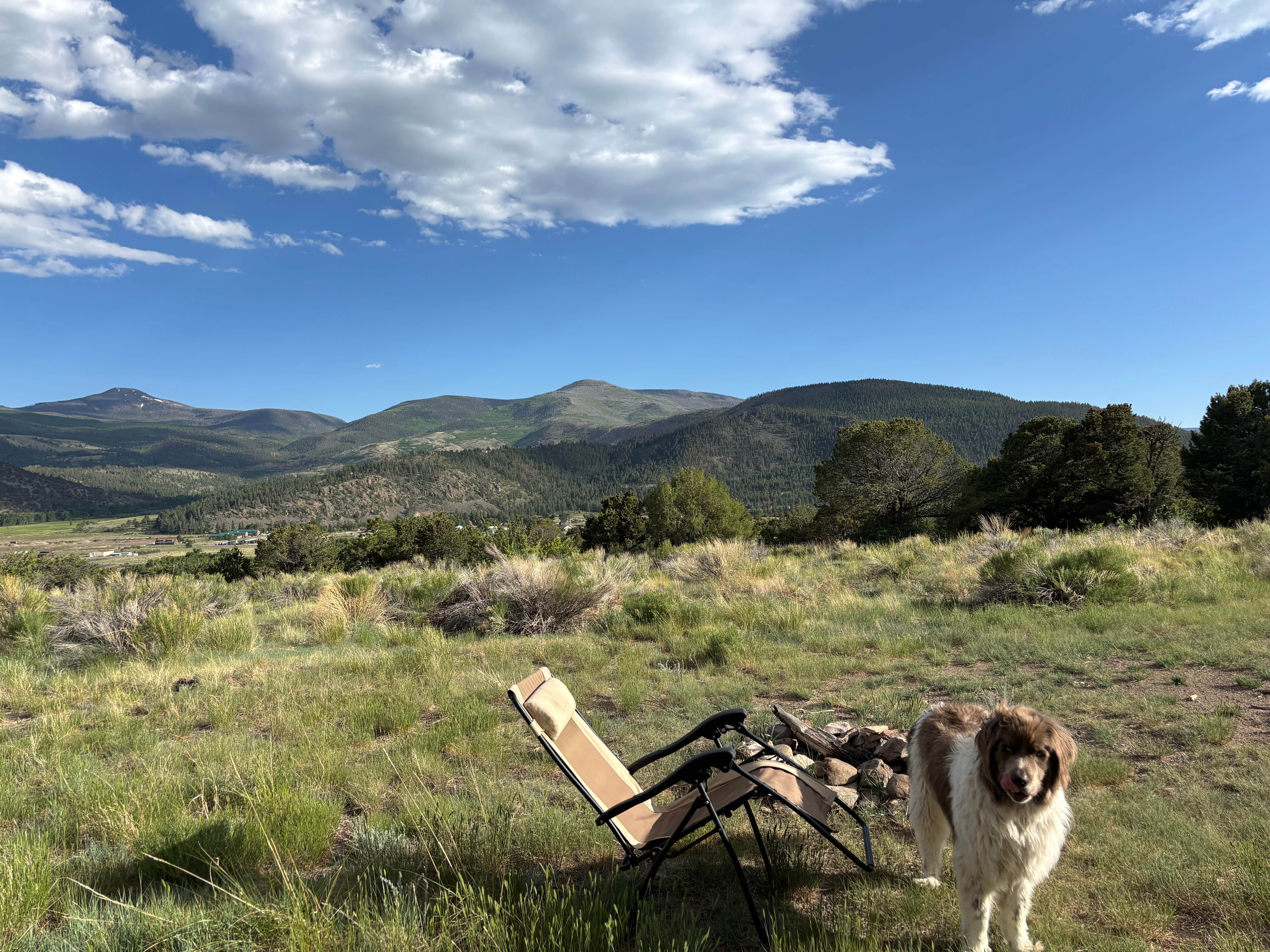 Nora S.'s photo of camping with pets at Forest Road 614 near Rio Grande National Forest