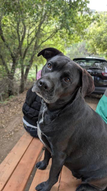 Dante D.'s photo of camping with pets at Hidden Lake near San Diego, CA