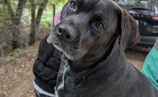 Dante D.'s photo of camping with pets at Hidden Lake near Imperial Beach, CA