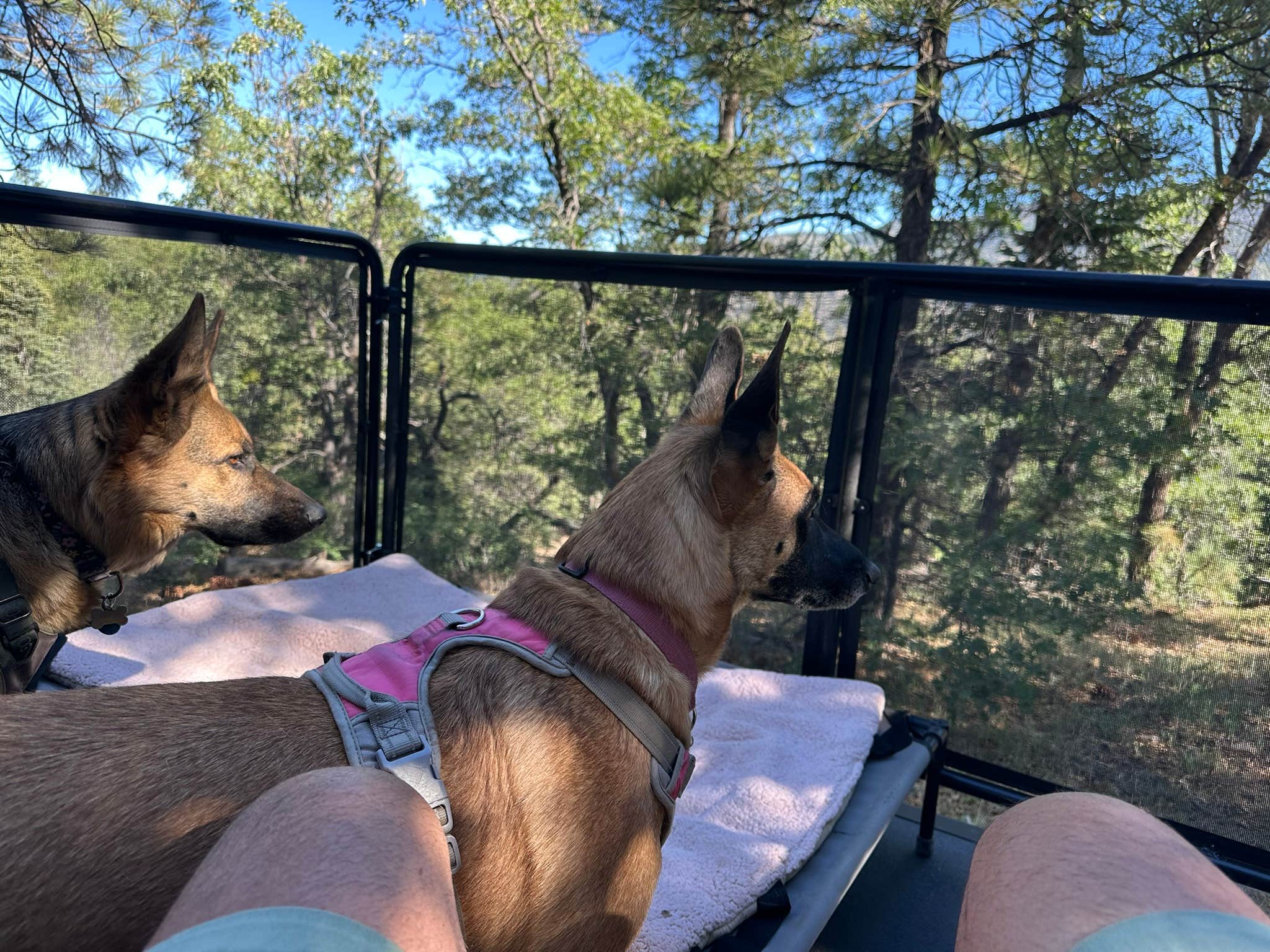 Mike M.'s photo of camping with pets at East Flats near Big Bear Lake, CA