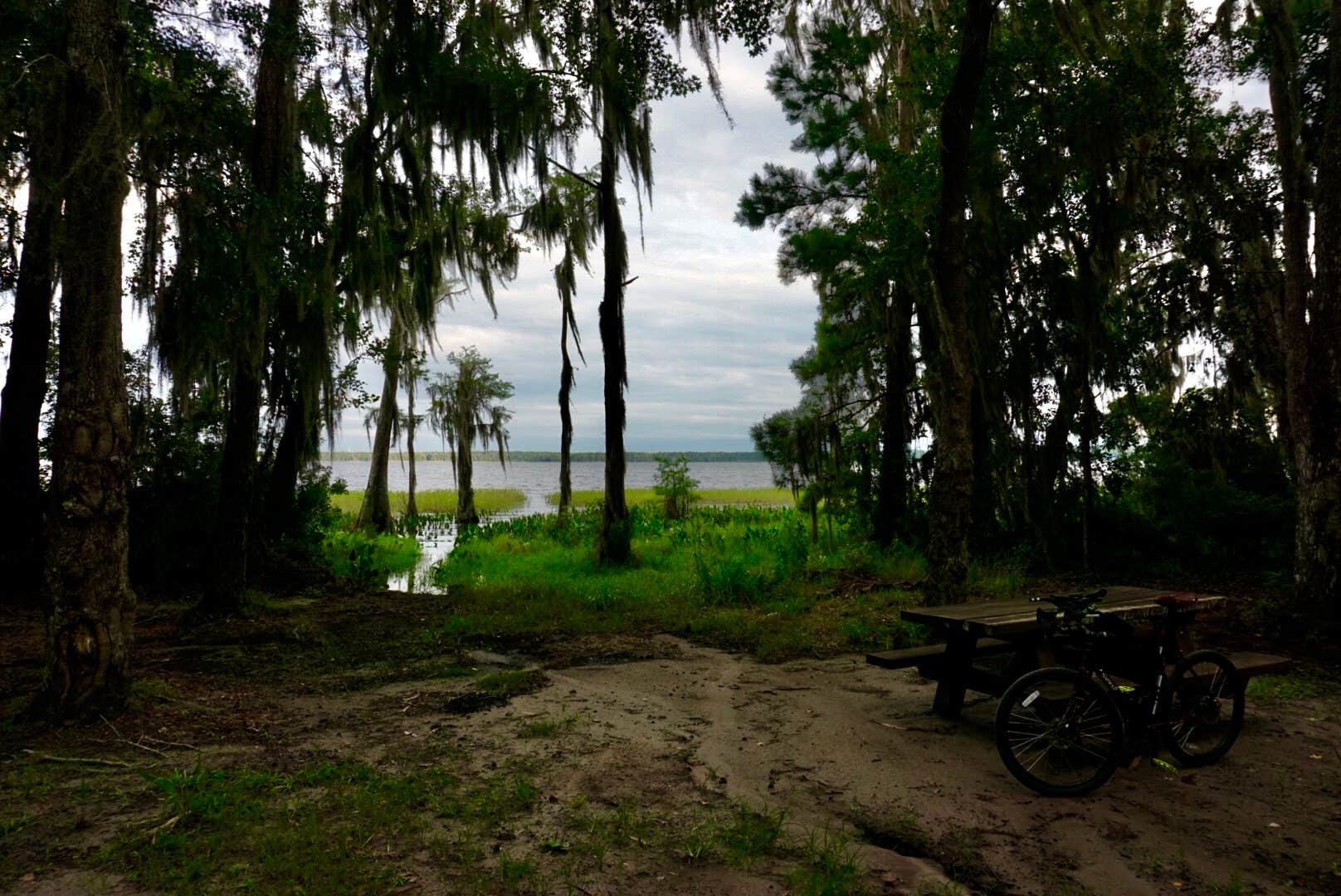 Camper submitted image from Osceola National Forest Hog Pen Landing Campground - 5