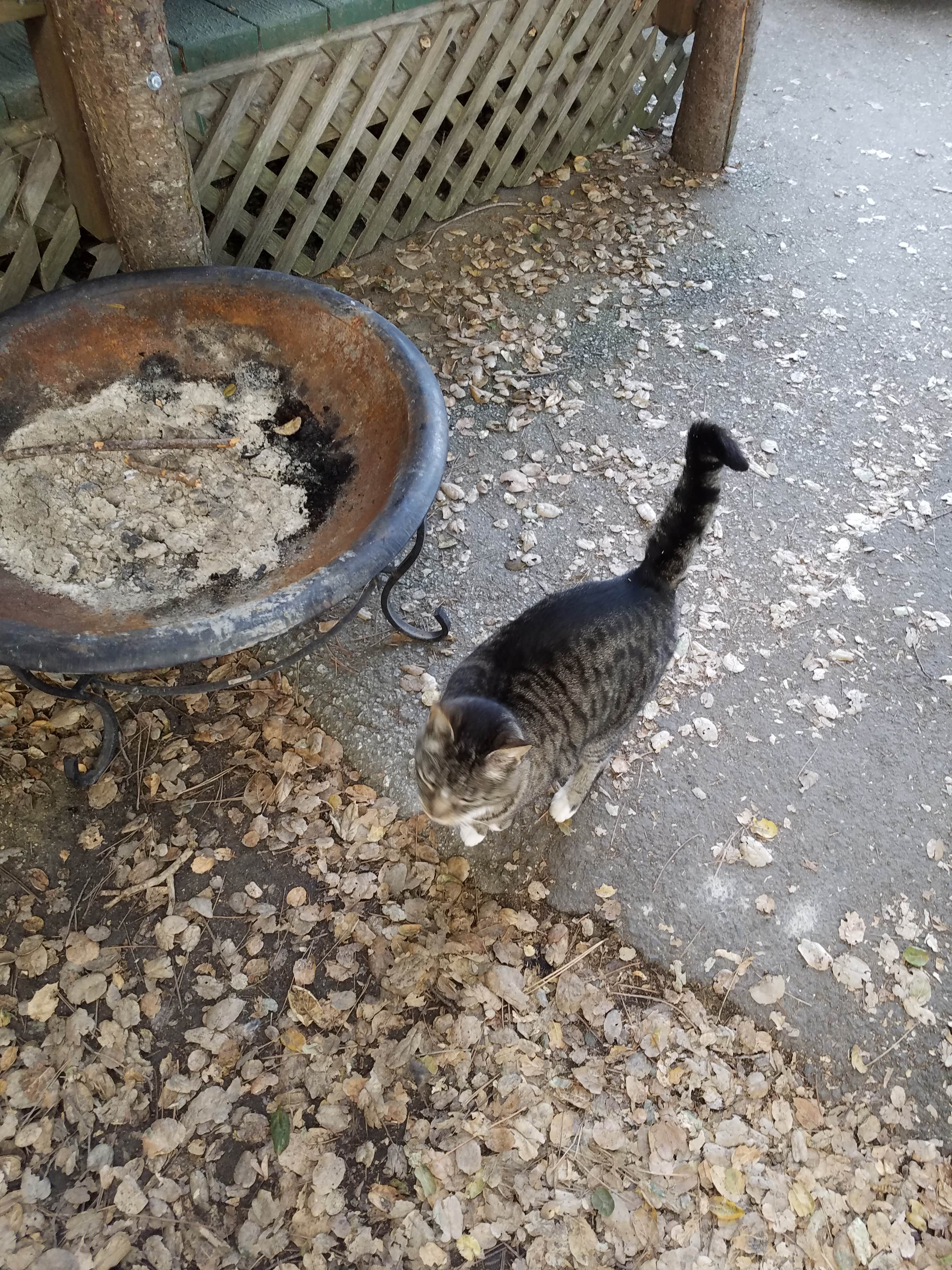 Mike M.'s photo of camping with pets at Saddle Mountain Ranch near Carmel Valley Village, CA