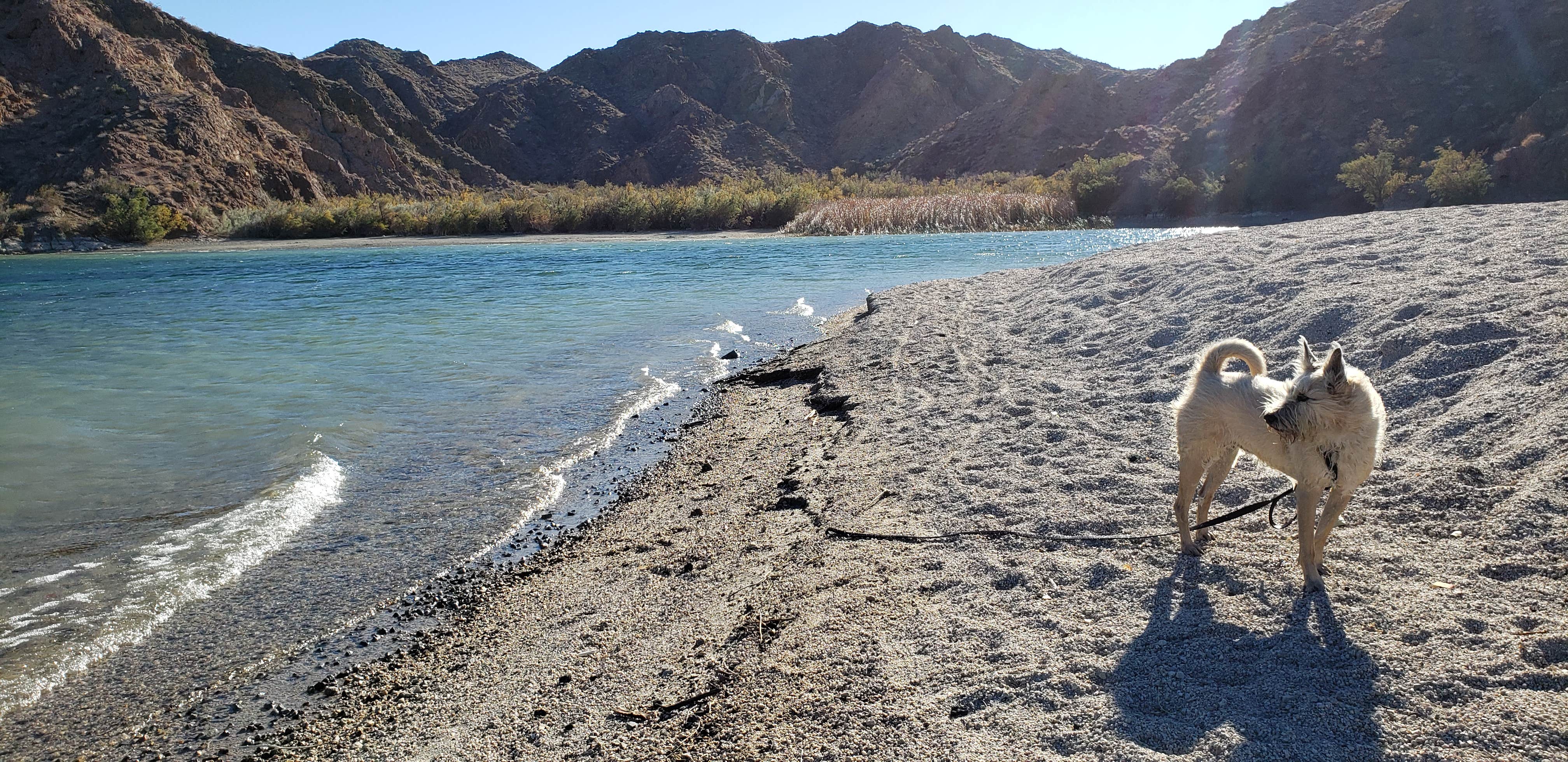 Mike M.'s photo of camping with pets at Lake Mohave - Nevada Telephone Cove — Lake Mead National Recreation Area near Searchlight, NV
