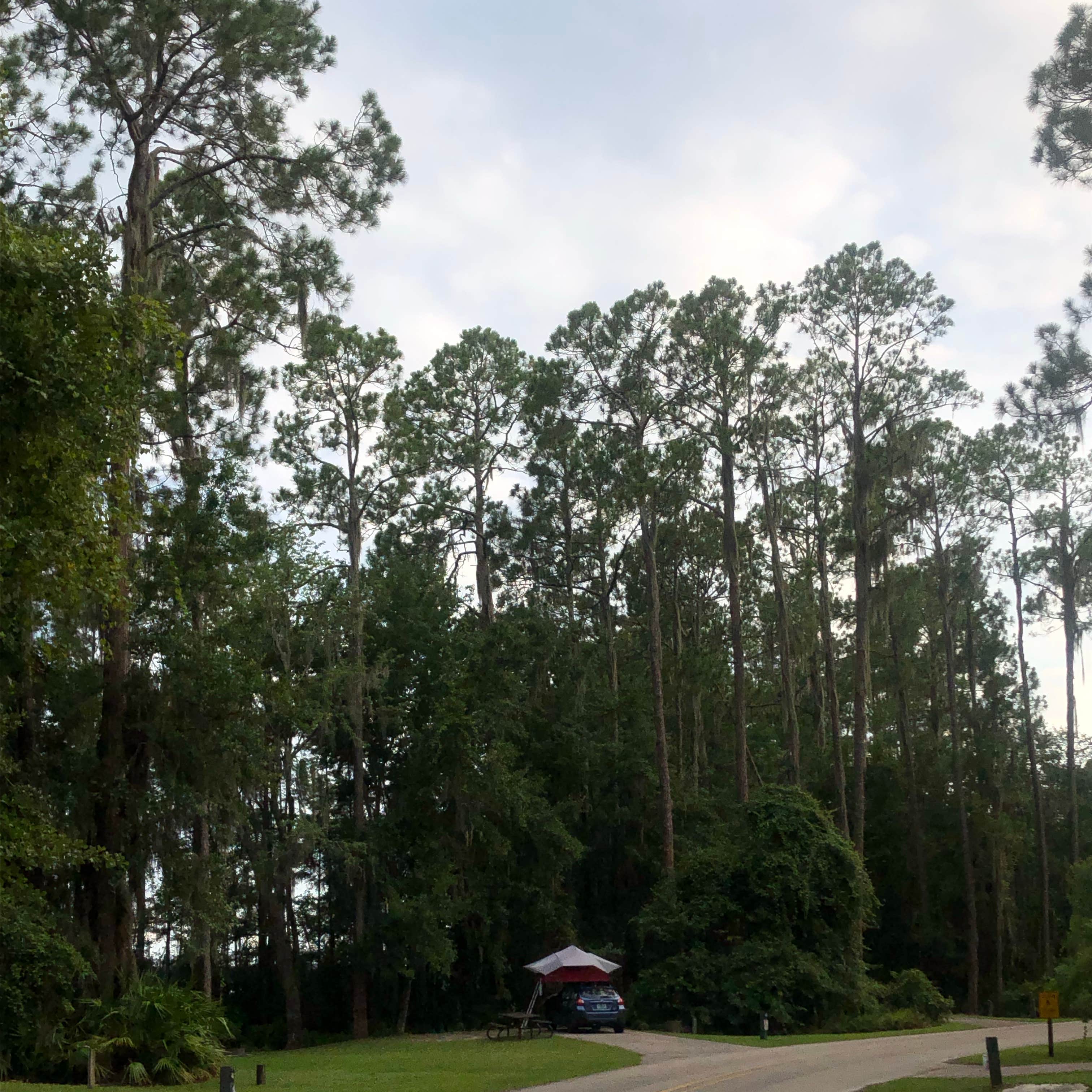 Looking for a place to hunt, camp at on the First Coast? Check out Ocean  Pond at Osceola State Park! 