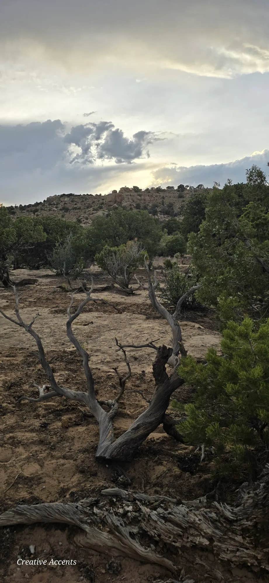 Camper submitted image from Wild Wolf Ridge - 1