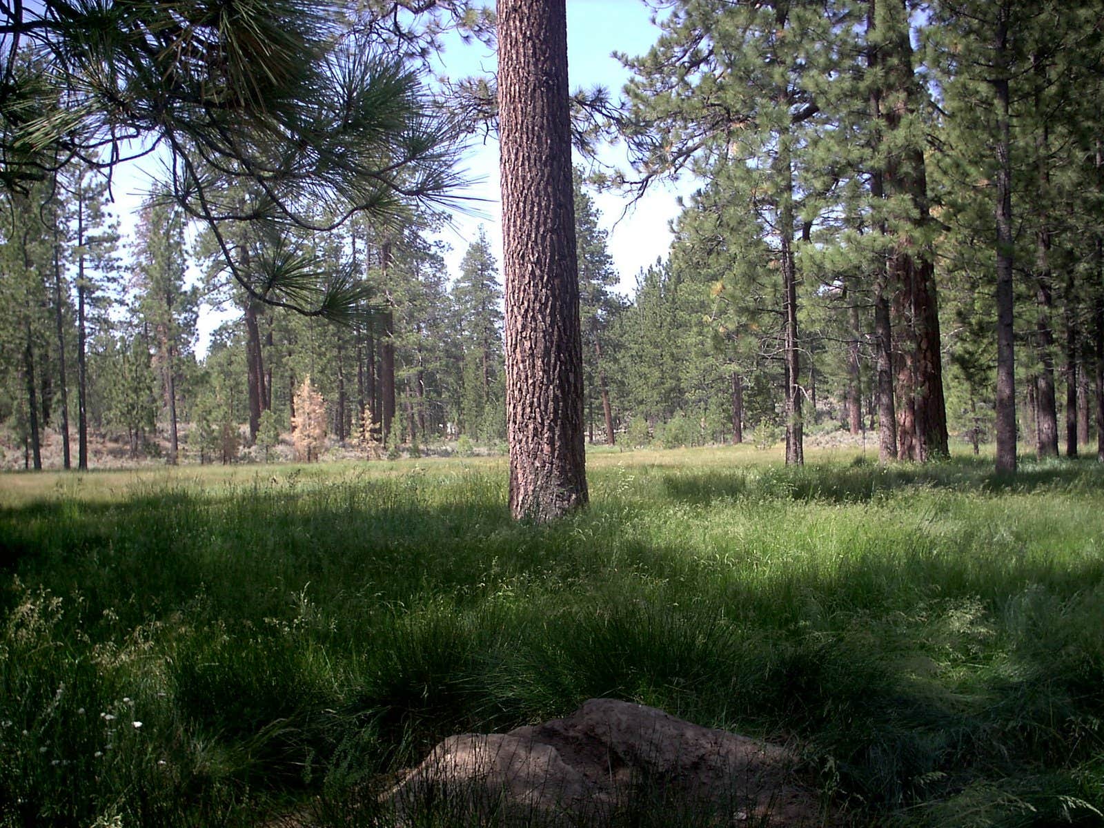 Camper-submitted photo at Big Pine Flat Campground near Running Springs, CA
