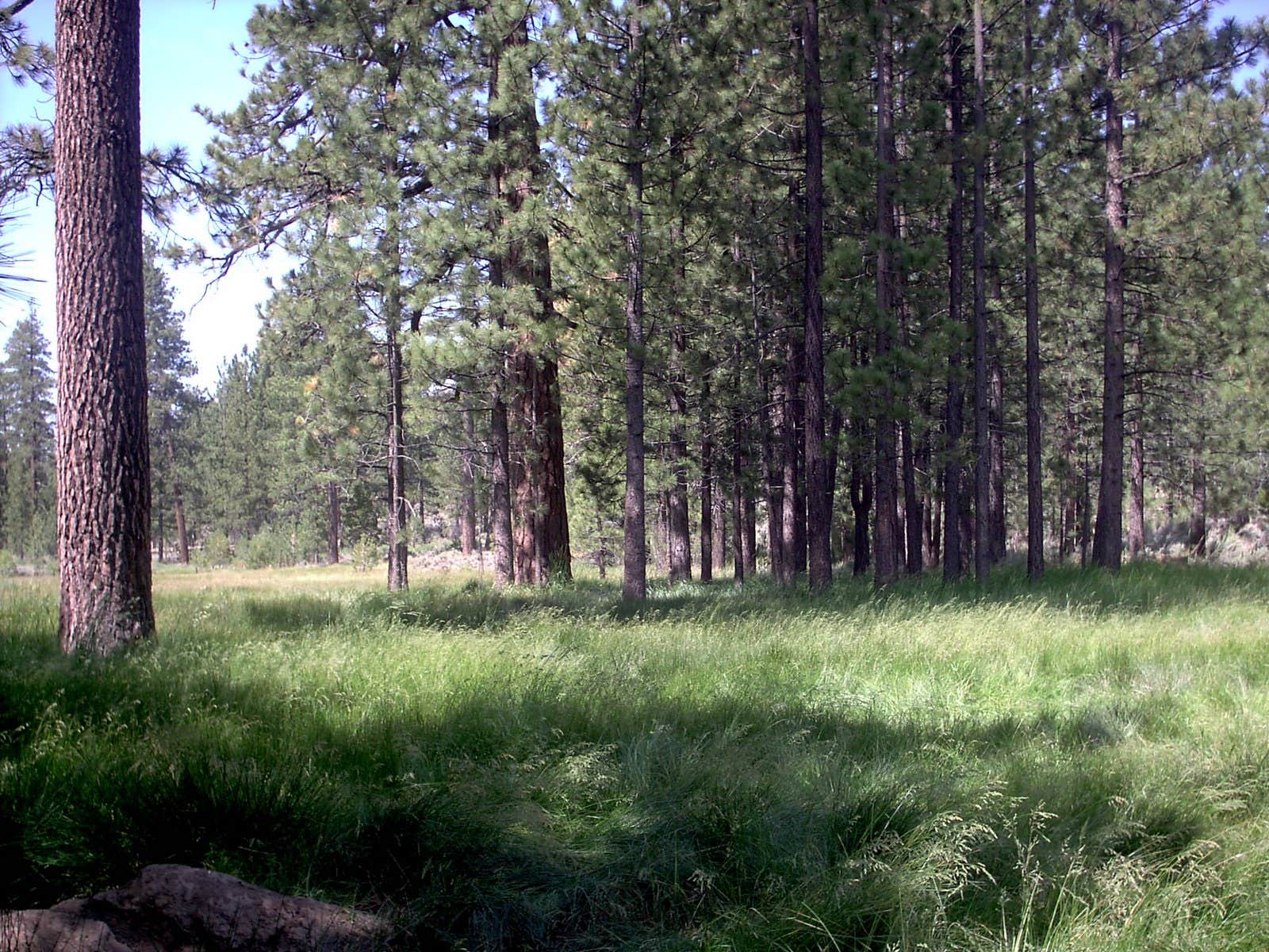 Camper-submitted photo at Big Pine Flat Campground near Running Springs, CA