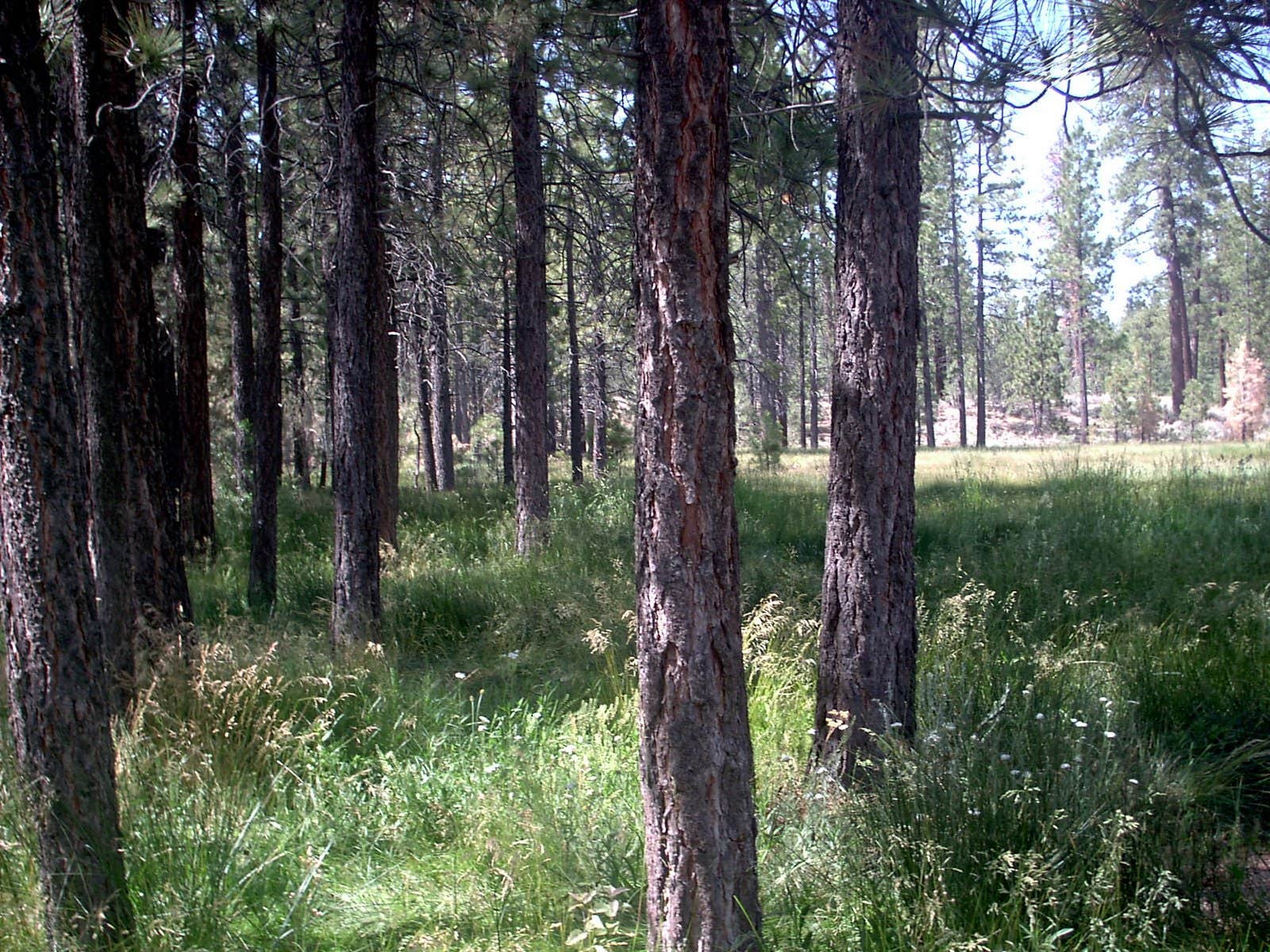 Camper-submitted photo at Big Pine Flat Campground near Running Springs, CA