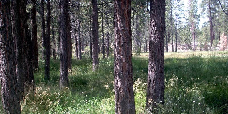 Camper submitted image from Big Pine Flat Campground