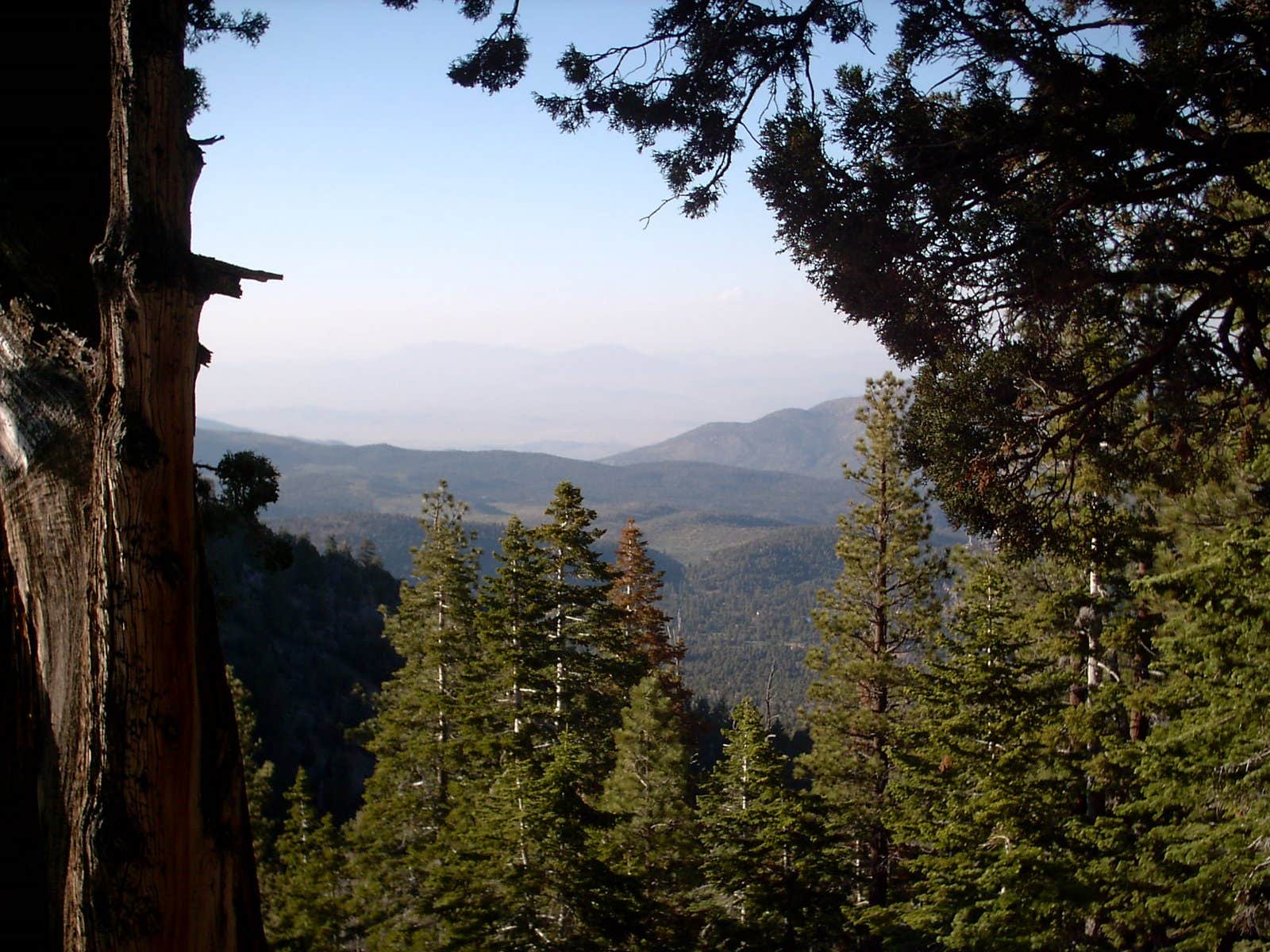 Camper-submitted photo at Yellow Post #54 near Big Bear Lake, CA