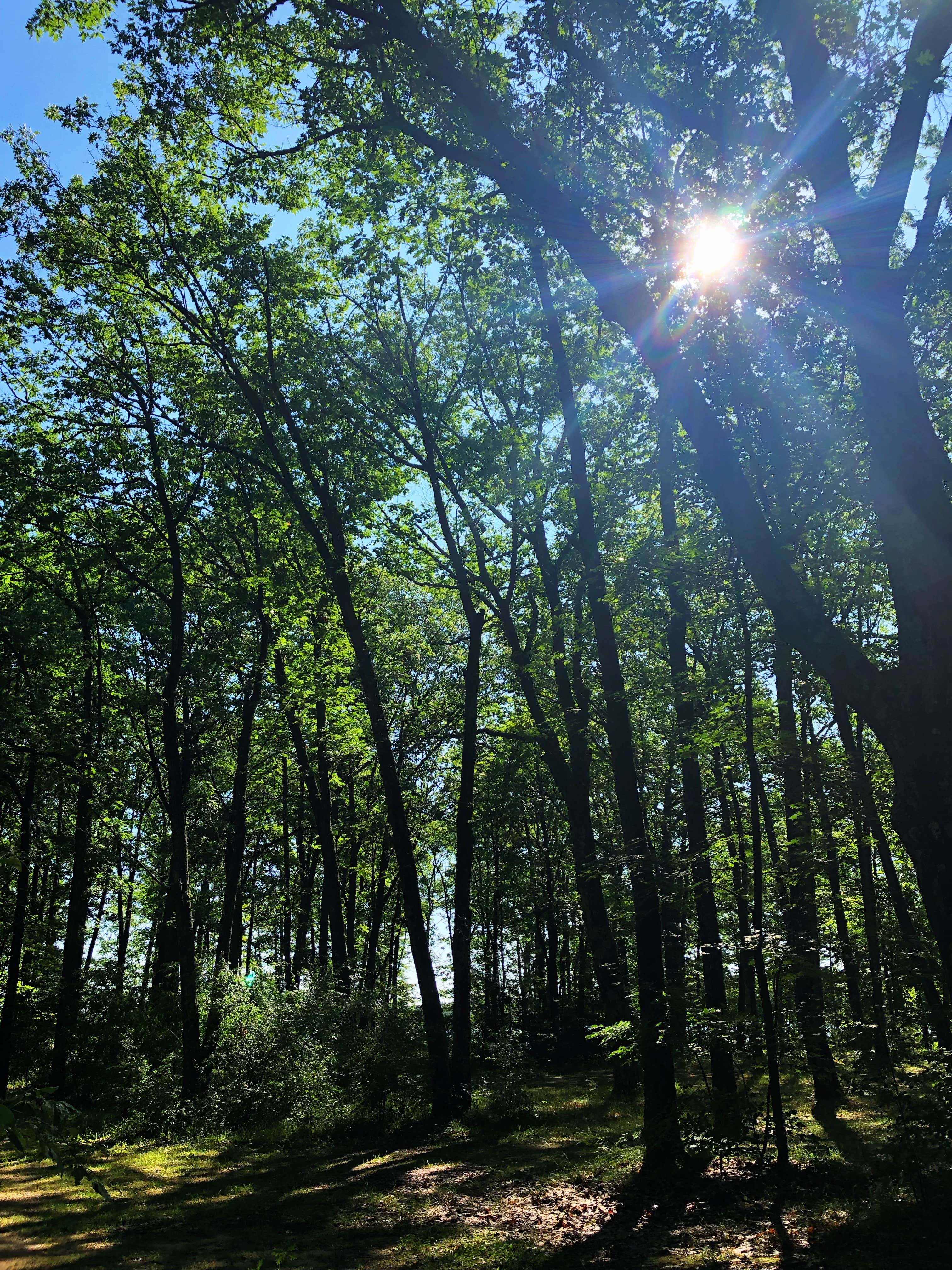 Camper-submitted photo at Lake Dubonnet Trail Camp near Lake Ann, MI