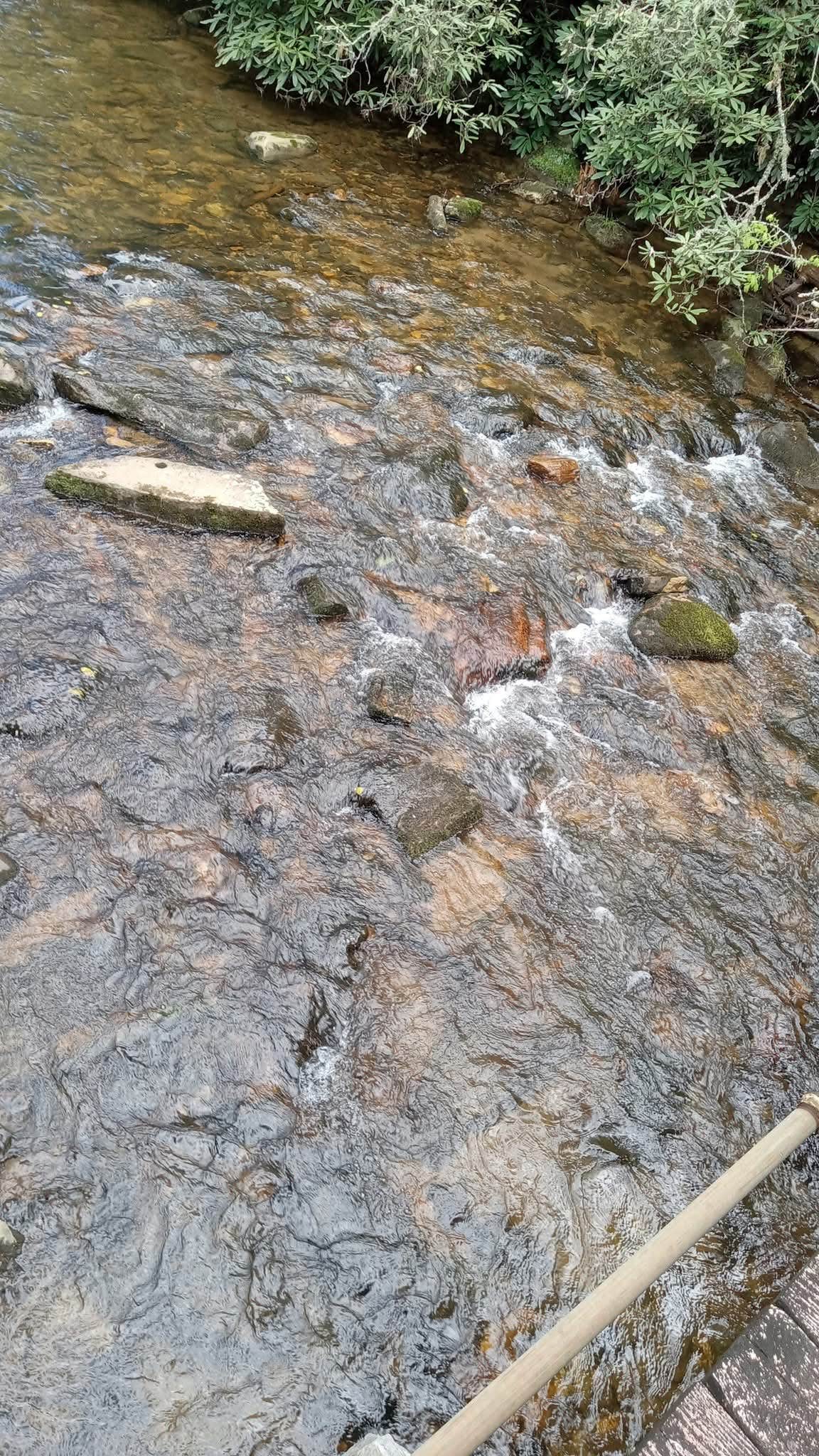 Camper submitted image from Yamassee Indian Reservation - 1