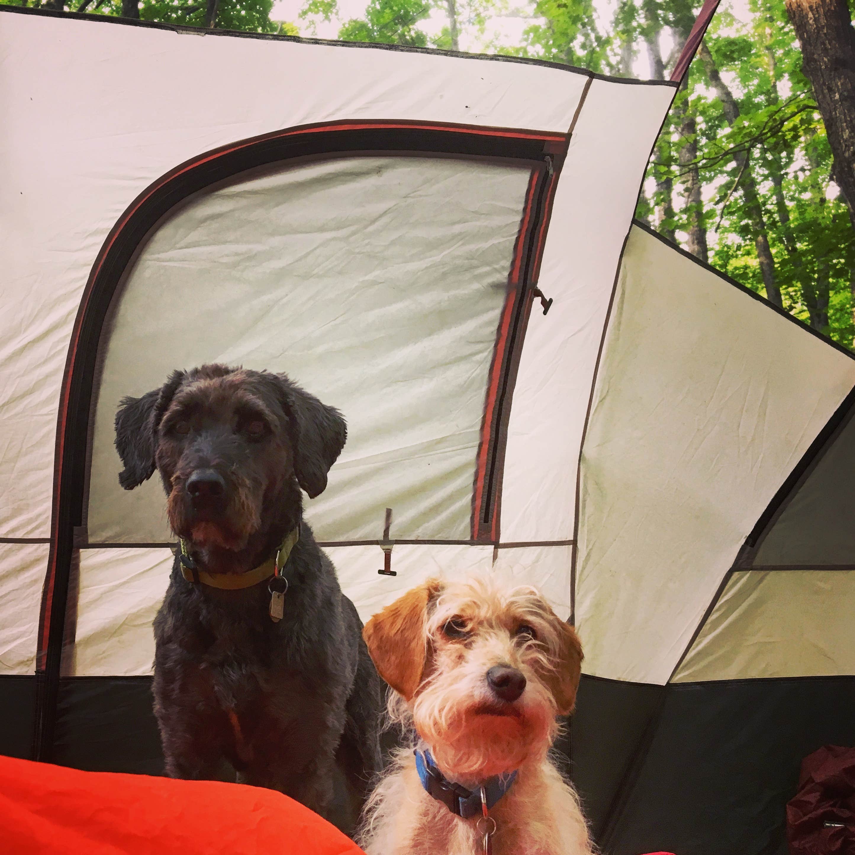 Kate K.'s photo of camping with pets at Pigeon River State Forest Campground near Elmira, MI