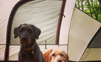 Kate K.'s photo of camping with pets at Pigeon River State Forest Campground near Rogers City, MI