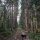 Review photo of Pigeon River State Forest Campground by Kate K., July 28, 2019