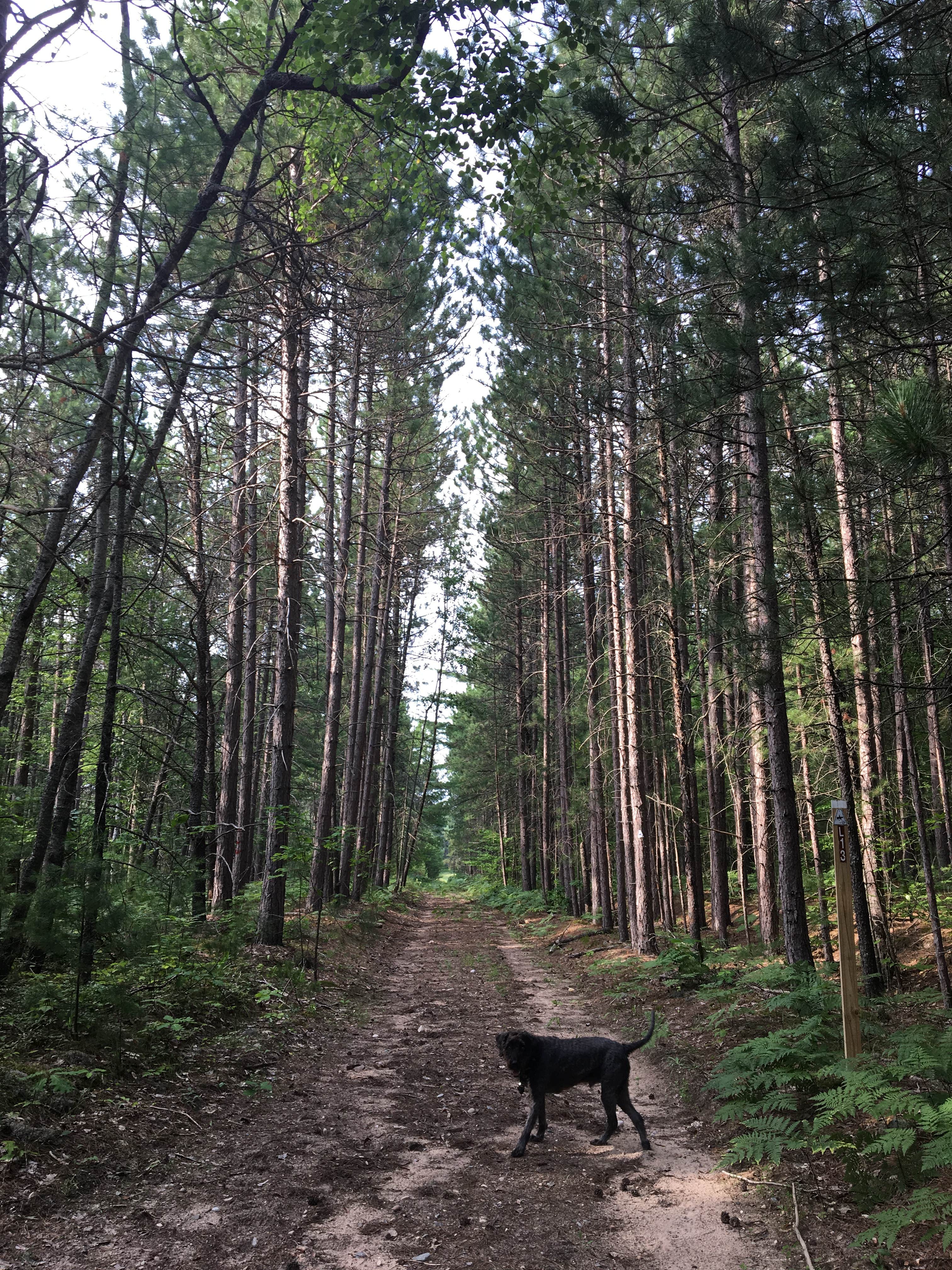 Camper submitted image from Pigeon River State Forest Campground - 3