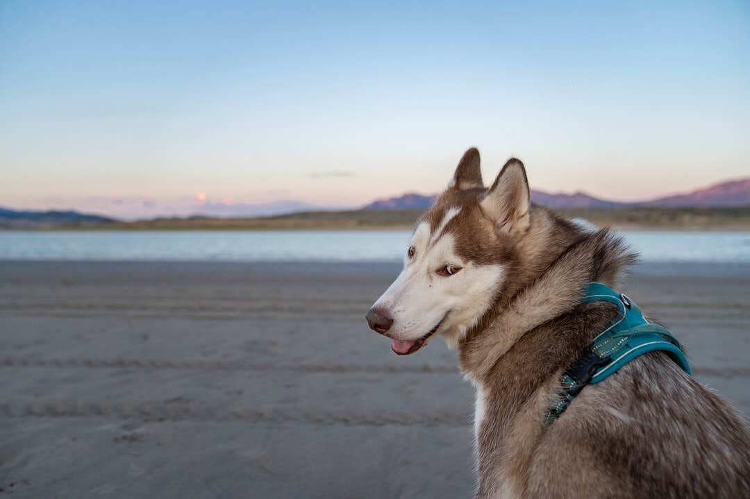 The Dyrt's photo of camping with pets at Sandy Beach at Yuba Lake near Levan, UT