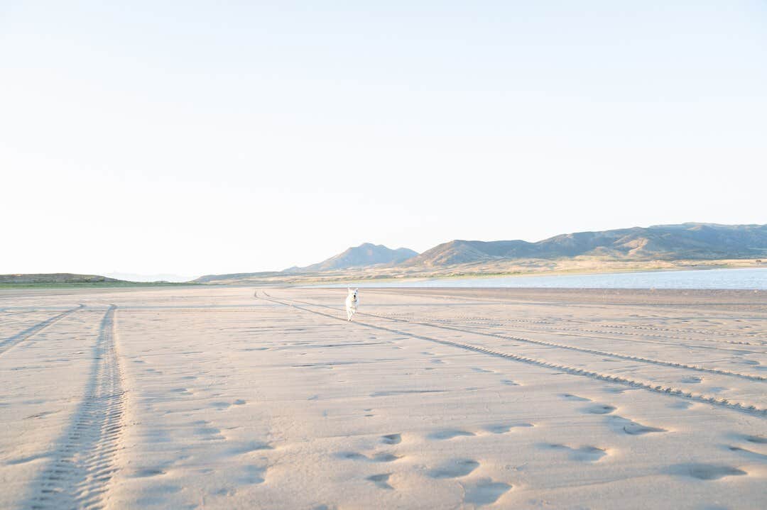 The Dyrt's photo of camping with pets at Sandy Beach at Yuba Lake near Lynndyl, UT