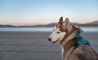 The Dyrt's photo of camping with pets at Sandy Beach at Yuba Lake near Oak City, UT