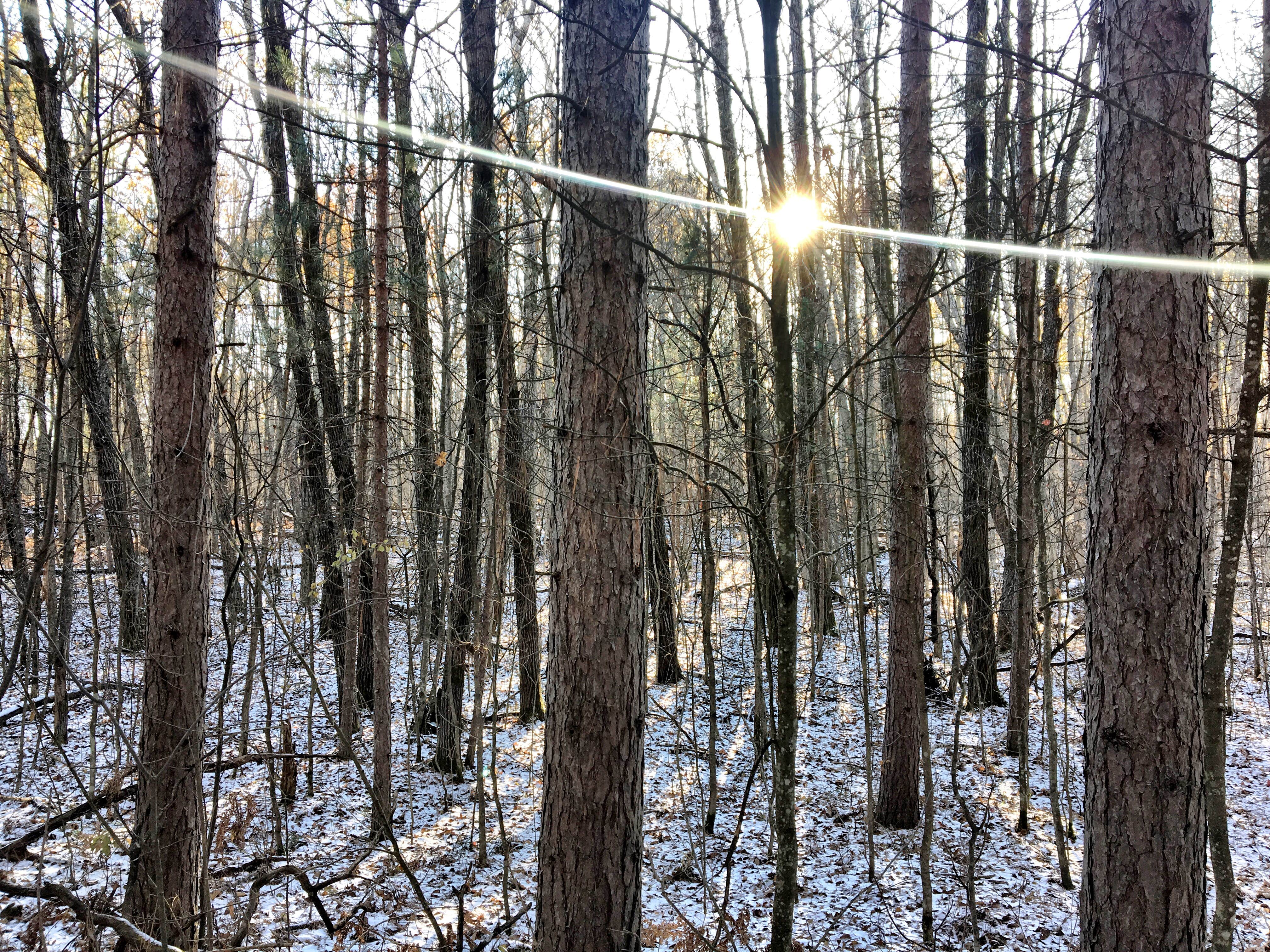 Camper-submitted photo at Hoist/Reid Lake Areas near Black River, MI