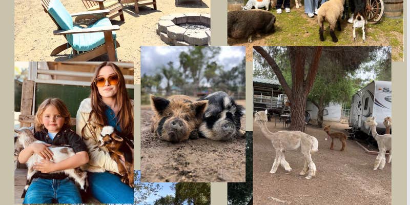 Camper submitted image from Dirty Bird Ranch