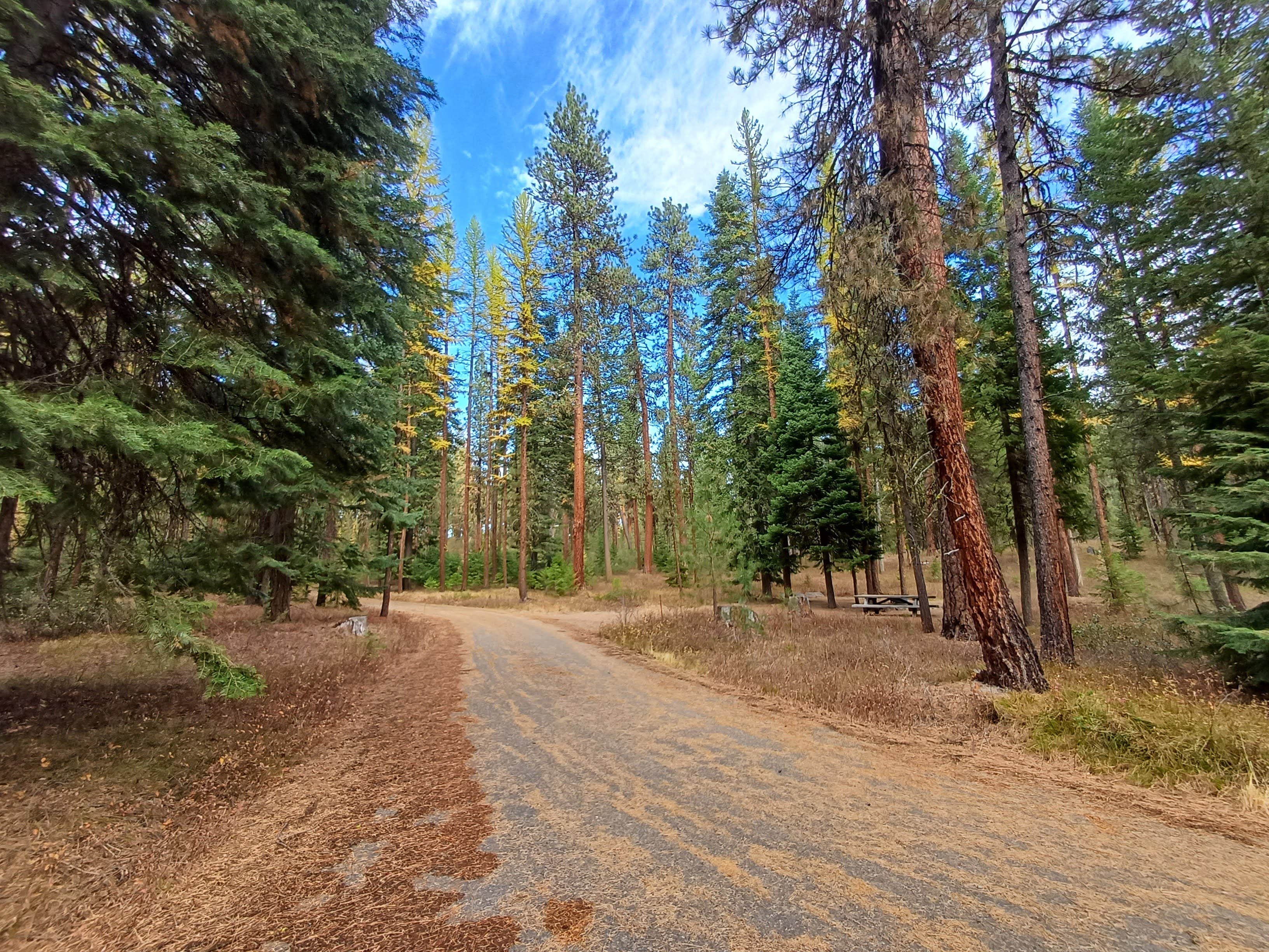 Laura M.'s photo of camping with pets at Wetmore Campground near Baker City, OR